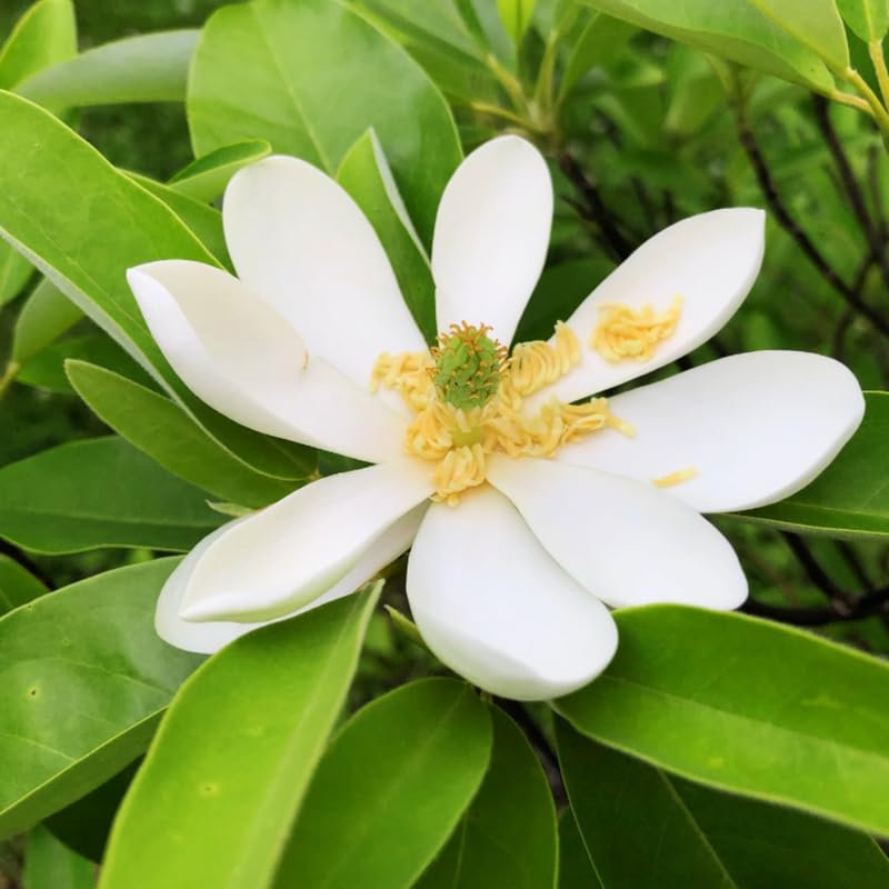GardenNurserySince1996 2 Sweetbay Magnolia Trees Live Plants (2.5" Pot, 1 Year Old) Cold Hardy Fast-Growing Shrub for Zones 5-9