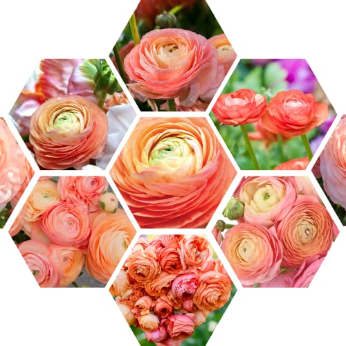 Ranunculus Bulbs for Planting, 25 Salmon Ranunculus Corms Bulk Persian Buttercup Ranunculus