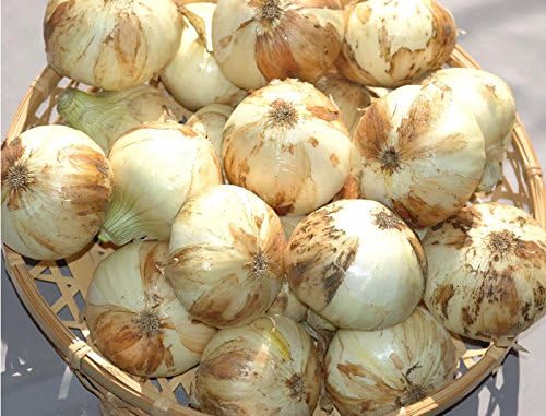 Amazon 訳あり 無農薬 有機栽培 熊本 新玉ねぎ5kg サイズ混合 40個入 新玉葱 新タマネギ 新たまねぎ 新玉ネギ 産地直送 食品 飲料 お酒 通販