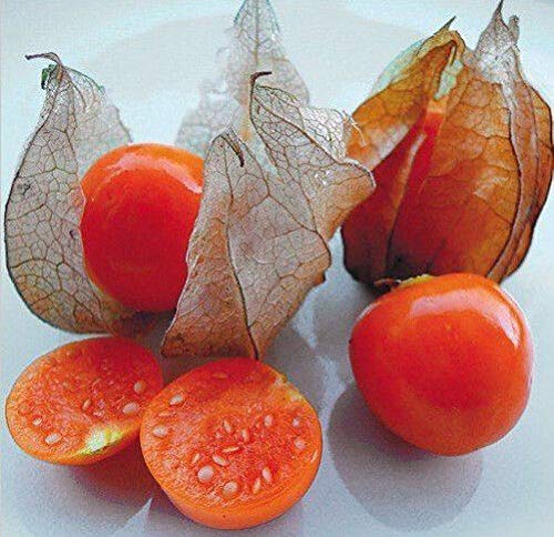 Portal Cool 100 Pcs Physalis Strawberry for Garden Vegetable Bonsai Organic Russian Ukraine - Thumbnail 4