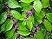 'Early Amethyst' Beautyberry - Callicarpa - Shrub/Bonsai