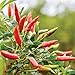 Mendez Hot Sauce - Mild - Molho de Pimenta Cremoso - Imported from Brazil - Low Carb - Delicious Flavor - Creamy Texture - Low Sodium & Sugar-Free - Gourmet Vegan - Paleo & Keto Friendly - Ideal On Burgers, Eggs, Salad, Pizza