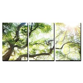 Big Tree with Sun Light - Canvas Art Wall Art - 16"x24"x3 Panels