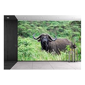Cape Race Buffalo in Ngorongoro Conservation Area, Tanzania - Removable Wall Mural | Self-Adhesive Large Wallpaper - 66x96 inches