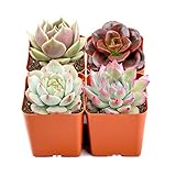Rosette Succulents, 4 Assorted Rooted Mini Succulents in 2