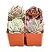 Rosette Succulents, 4 Assorted Rooted Mini Succulents in 2