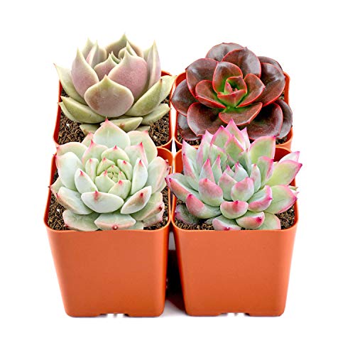 Rosette Succulents, 4 Assorted Rooted Mini Succulents in 2