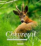 Chevreuil, vif et gracile by