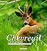 Chevreuil, vif et gracile by