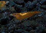 SoShrimp 5 Orange Sakura Shrimp - Neocaridina davidi Live Freshwater Aquarium Shrimp - 1/2 to 1 inch Long