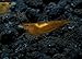 SoShrimp 5 Orange Sakura Shrimp - Neocaridina davidi Live Freshwater Aquarium Shrimp - 1/2 to 1 inch Long