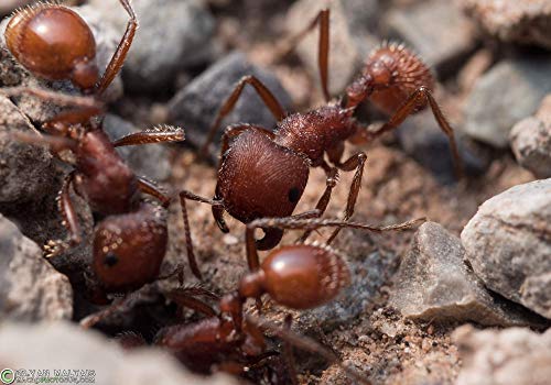 Live Ant resupply for ant farms and food for lizards