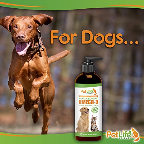 Best Fish Oils for Dogs and Their Benefits Hellow dog