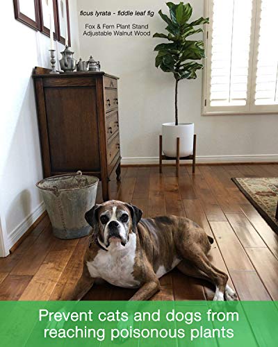 Fox & Fern Plant Stand - Adjustable Width 8" up to 12" - Solid Walnut - EXCLUDING Ceramic Planter