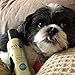 PAWFUME Dog Perfume Spray for Grooming, Blue Ribbon, 1-Pack – Keep Your Pup Fresh All Day – Probiotic, Alcohol-Free, Detangling & Moisturizing – Salon-Quality Dog Spray Deodorizer Perfume