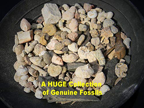 Fossil Mineral Gemstone Excavation Dino Dig Kit - 200+ Real Specimens - Thumbnail 2