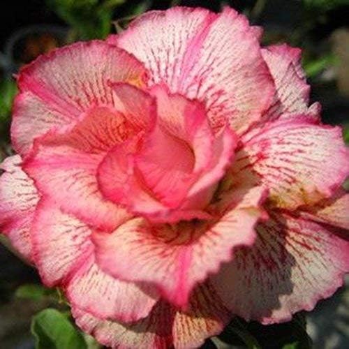 XIANJIA - 100 Pieces Desert Rose Seeds Exotic Rose Flower Seeds Hybrid Tea Seeds for Your Garden Balcony Long Flowering Hardy Perennial (4)