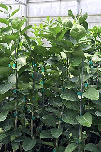 Wekiwa Tangelo Tree, Pink Citrus (Excludes: CA,TX,LA,AZ)