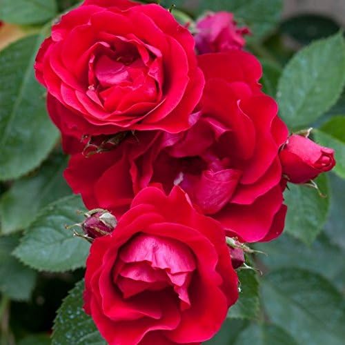 Millthorpe Plant Centre - ***NEW*** - 'Scarlet Queen Elizabeth' Red Floribunda rose - Bare root - Free P&P