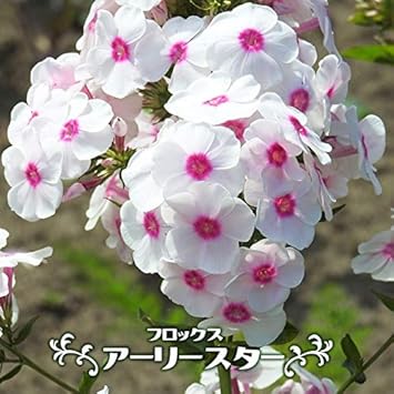 Amazon フロックス アーリースター ポット苗 宿根草 苗 多年草 耐寒性 グランドカバー 花