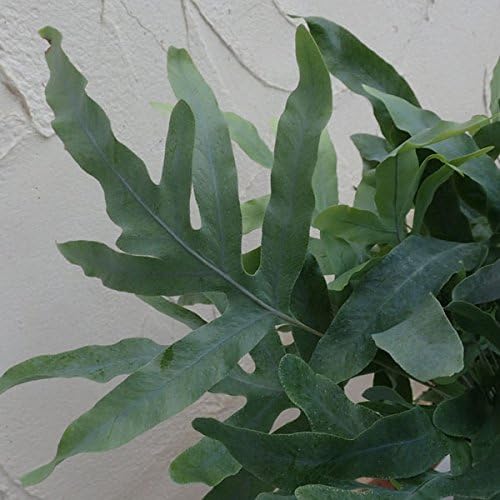 Amazon ポリポジウム ブルースター4号鉢植え ブルーグリーンの葉が美しいシダ植物 観葉植物 オンライン通販