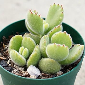 Amazon Co Jp クマドウジ 熊童子 7 5cmポット コチレドン Cotyledon Bear S Paw 福岡県産 多肉植物 多肉 観葉 植物 インテリアグリーン 寄せ植えに 本 Diy 工具 ガーデン