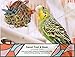 Sweet Feet and Beak Super Shredder Ball - Bird Cage Accessories to Keep Your Bird Busy Foraging for Hidden Treasures - Non-Toxic, Easy to Install Bird Foraging Toys for Medium Sized Birds - 5 Inch