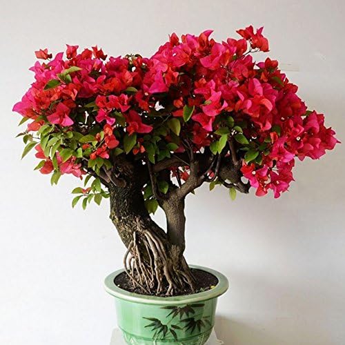 Noa54fran Beautiful, Ornamental Plant, Bonsai Decoration 50Pcs Red Bougainvillea Ornamental Plant Seeds Home Garden Yard Bonsai Decor