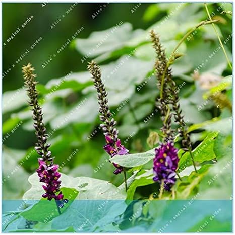 Go Garden Zlking 200pcs Pueraria Luhuo Pueraria Lobata Kudzu With Amazon Ca Home Kitchen