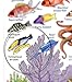 fishcardscom Reefcomber's Guide ID Card ~ Fishes, Corals & Invertebrates ~ Florida, Bahamas & Caribbean