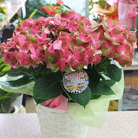 Amazon Co Jp 西洋アジサイ マジカルグリーンファイヤー 色の変化が楽しめる不思議なあじさい鉢植え Diy 工具 ガーデン