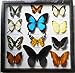 REAL 12 MIX BEAUTIFUL BUTTERFLY IN FRAME DISPLAY INSECT TAXIDERMY
