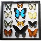 REAL 12 MIX BEAUTIFUL BUTTERFLY IN FRAME DISPLAY INSECT TAXIDERMY