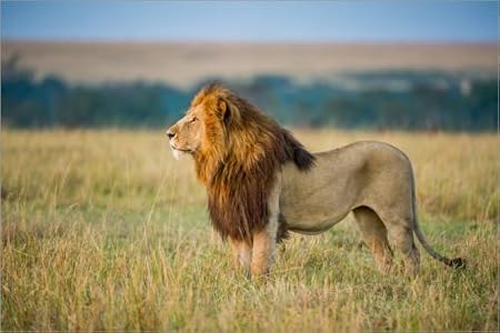 Posterlounge Forex Print 60 X 40 Cm The Lion King By Ingo Gerlach - 