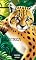 Livro Jaguatirica