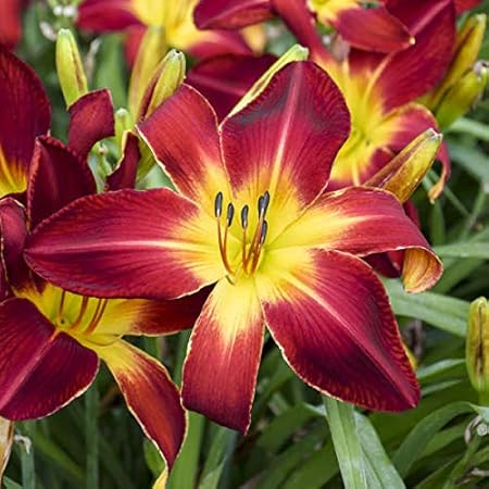 FERNSFLY IMP. Daylily | Hemerocallis | Daylilies | Day Lily Excellent Quality Flower Bulbs Aromatic Flower Plant Home Outdoor Gardening Plants Flowering Bulbs (Pack Of 5 Ruby Spider)