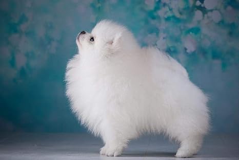 Amazon 部屋の装飾や家の装飾のためのかわいい子犬白スピッツtmd484壁の装飾生地ポスターカスタム印刷 利用可能なフレーム ウォールステッカー オンライン通販