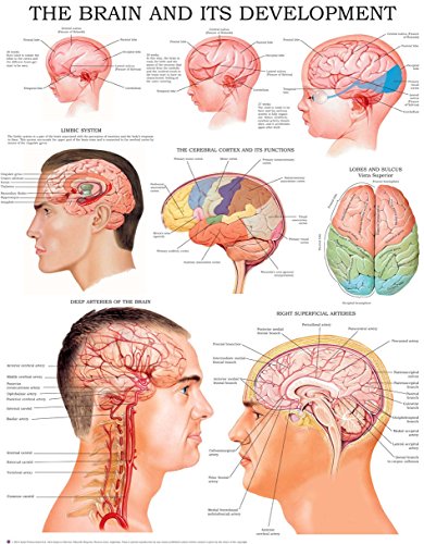 The brain and its development e-chart: Quick reference guide