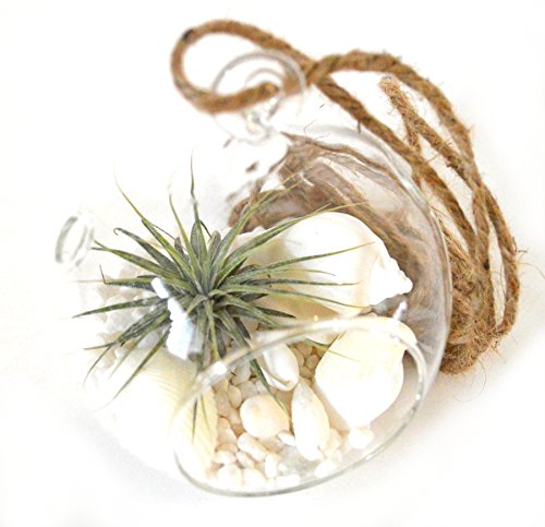 9GreenBox - Air Plant - Terrarium Kit with White Sand and Sea Shells