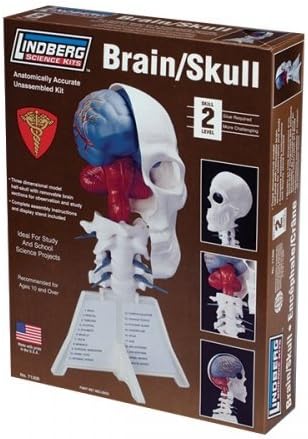 Human Body Lindberg Models Brain/Skull Half Model Kit