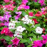 GL Seeds Periwinkle Pink (Vinca rosea) First kiss