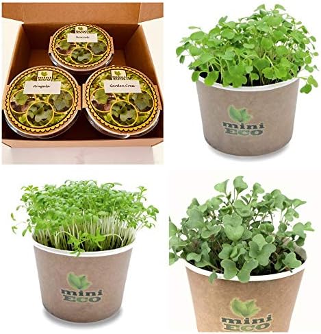 MiniEco Los Microgreens Semillas para Brotes Berro de Jardín ...