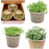 Huerto Urbano KIT Cultivar Especias en tu Cocina - Caja con 4 ...