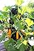 Greenstalk Huge 5 Tier Vertical Garden Planter with Patented Internal Watering System Great for Growing a Variety of Strawberries, Vegetables, Herbs, & Flowers (Chocolate Brown)