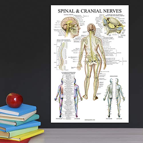 6 Spinal+Nerves+Anatomical+Chart+Dermatones