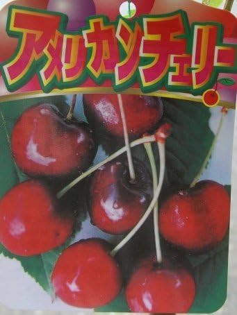 アメリカンチェリー サクランボ サミット 果樹苗 セールsale Off