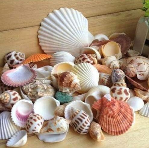 PARADIGM PICTURES Fashion Aquarium Beach Nautical DIY Shells Mixed Bulk Sea Shell
