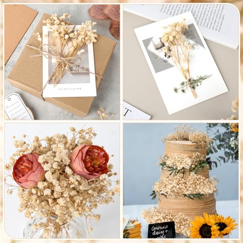 100 Pieces Dried Flowers, Natural Dried Flowers, Fade Resistant, Mini Dried Gypsophila for Botanical Specimens, Photo Frames, Nail Art (Champagne)