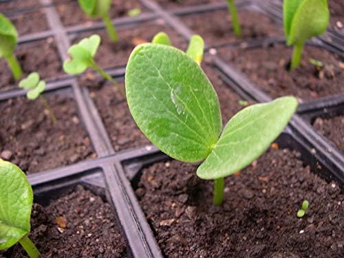 Portal Cool 5 Semillas de calabaza gigante Huerto Verduras Plantas ...