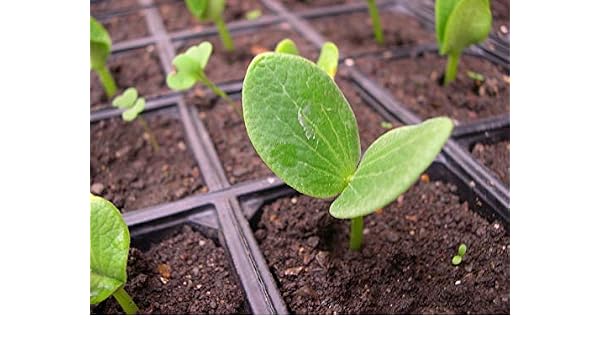 Portal Cool 5 Semillas de calabaza gigante Huerto Verduras Plantas ...